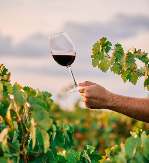 Sommelier sosteniendo copa de vino en viñedo – Catas privadas y vinos exclusivos en San Sebastián